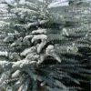 Bluey Cold Hardy Eucalyptus Tree (Eucalyptus Pulverulenta) - 2 Gallon Pot