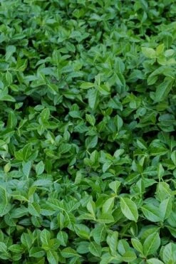 Purple Wintercreeper (Euonymus Fortunei 'Coloratus') - 6 Pack Of Pint Pots -Green Haven Shop euonymus fortunei coloratus purple wintercreeper 2