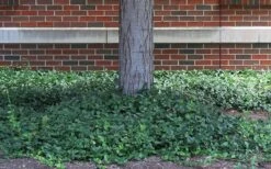 Purple Wintercreeper (Euonymus Fortunei 'Coloratus') - 6 Pack Of Pint Pots -Green Haven Shop euonymus fortunei coloratus purple wintercreeper 4