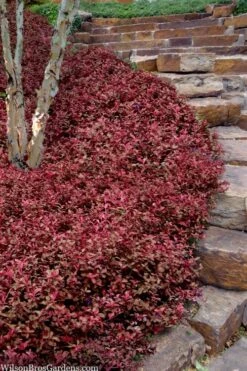 Purple Wintercreeper - Euonymus Fortunei Coloratus - 10 Pack Of Pint Pots