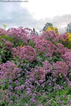 Queen Of The Prairie Hollow Stem Joe Pye Weed - 1 Gallon Pot -Green Haven Shop eupatoriadelphus fistulosa joe pye weed 15