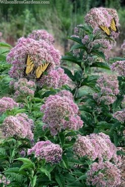 Queen Of The Prairie Hollow Stem Joe Pye Weed - 1 Gallon Pot -Green Haven Shop eupatoriadelphus fistulosa joe pye weed 5