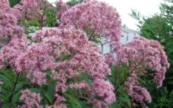Queen Of The Prairie Hollow Stem Joe Pye Weed - 1 Gallon Pot -Green Haven Shop eupatoriadelphus fistulosa joe pye weed 8