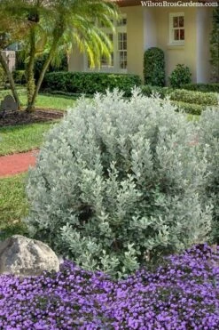 Bambina Dwarf Pineapple Guava (Feijoa Sellowiana ' Tharfiona') - 7 Gallon Pot -Green Haven Shop feijoa sellowiana tharfiona bambina pineapple guava 3