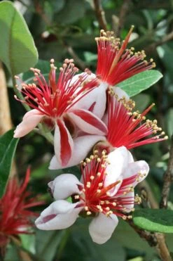 Bambina Dwarf Pineapple Guava (Feijoa Sellowiana ' Tharfiona') - 7 Gallon Pot