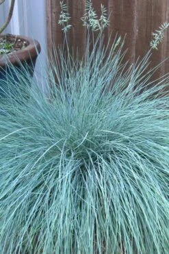 Beyond Blue Festuca (Fescue) - 1 Gallon Pot -Green Haven Shop festuca beyond blue fescue 100