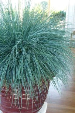 Beyond Blue Festuca (Fescue) - 1 Gallon Pot -Green Haven Shop festuca beyond blue fescue 101