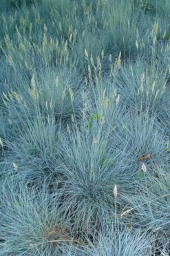 Beyond Blue Festuca (Fescue) - 1 Gallon Pot -Green Haven Shop festuca beyond blue fescue 102
