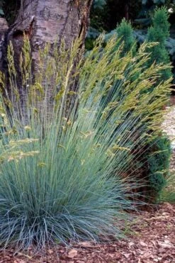 Blue Fescue Grass (Festuca Glauca) - 1 Gallon Pot -Green Haven Shop festuca glauca blue fescue grass 13