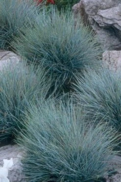 Blue Fescue Grass (Festuca Glauca) - 1 Gallon Pot -Green Haven Shop festuca glauca blue fescue grass 14