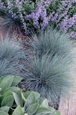 Blue Fescue Grass (Festuca Glauca) - 1 Gallon Pot -Green Haven Shop festuca glauca blue fescue grass 7