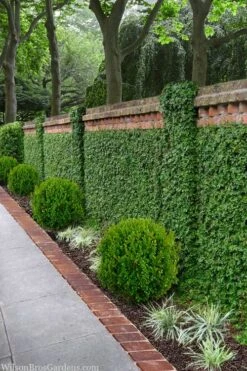 Creeping Fig (Ficus Pumila) - 5 Pack Of Quart Pots -Green Haven Shop ficus pumila green creeping fig 100