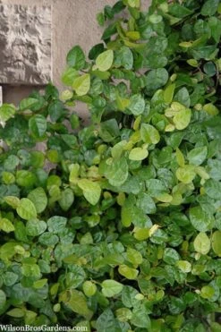 Creeping Fig (Ficus Pumila) - 5 Pack Of Quart Pots -Green Haven Shop ficus pumila green creeping fig 103