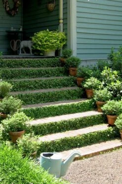 Creeping Fig (Ficus Pumila) - 5 Pack Of Quart Pots -Green Haven Shop ficus pumila green creeping fig 105