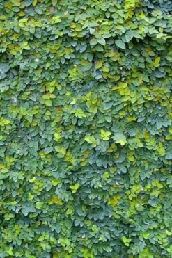 Creeping Fig (Ficus Pumila) - 5 Pack Of Quart Pots -Green Haven Shop ficus pumila green creeping fig 106