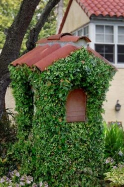 Creeping Fig (Ficus Pumila) - 5 Pack Of Quart Pots -Green Haven Shop ficus pumila green creeping fig 107