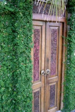 Creeping Fig (Ficus Pumila) - 5 Pack Of Quart Pots -Green Haven Shop ficus pumila green creeping fig 108