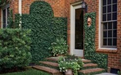 Creeping Fig (Ficus Pumila) - 5 Pack Of Quart Pots -Green Haven Shop ficus pumila green creeping fig 109