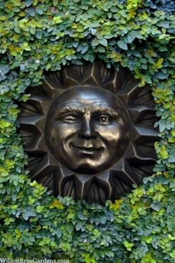 Creeping Fig (Ficus Pumila) - 5 Pack Of Quart Pots -Green Haven Shop ficus pumila green creeping fig 110