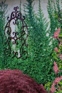 Creeping Fig (Ficus Pumila) - 5 Pack Of Quart Pots -Green Haven Shop ficus pumila green creeping fig 112