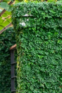 Creeping Fig (Ficus Pumila) - 5 Pack Of Quart Pots -Green Haven Shop ficus pumila green creeping fig 113