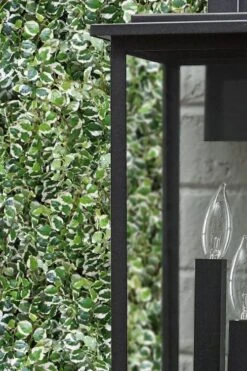 Variegated Creeping Fig (Ficus Pumila 'Variegata') - 10 Pack Of 4" Pint Pots -Green Haven Shop ficus pumila variegata creeping fig 101