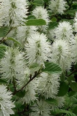 Dwarf Fothergilla - 1 Gallon Pot 14 Dwarf Fothergilla - 1 Gallon Pot -Green Haven Shop fothergilla gardenii dwarf witch alder 3
