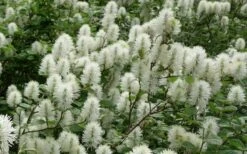 Dwarf Fothergilla - 1 Gallon Pot 17 Dwarf Fothergilla - 1 Gallon Pot -Green Haven Shop fothergilla gardenii dwarf witch alder 4