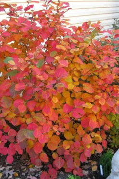 Dwarf Fothergilla - 1 Gallon Pot 16 Dwarf Fothergilla - 1 Gallon Pot -Green Haven Shop fothergilla gardenii dwarf witch alder 5