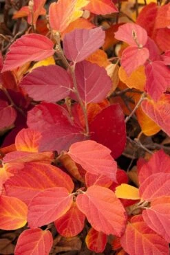 Dwarf Fothergilla - 1 Gallon Pot 13 Dwarf Fothergilla - 1 Gallon Pot -Green Haven Shop fothergilla gardenii dwarf witch alder 6