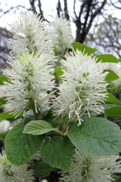 Dwarf Fothergilla - 1 Gallon Pot 15 Dwarf Fothergilla - 1 Gallon Pot -Green Haven Shop fothergilla gardenii dwarf witch alder 7