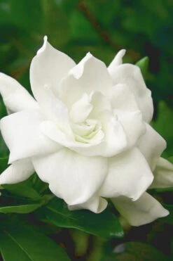 August Beauty Gardenia (Single Trunk Topiary Tree) - 5 Gallon Pot -Green Haven Shop gardenia august beauty 5 500x750 2