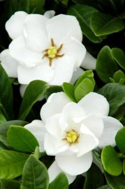 Buttons Gardenia - 6 Pack Of 1 Gallon Pots -Green Haven Shop gardenia buttons 1 1