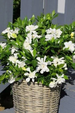 Celestial Star Gardenia - 1 Gallon Pot -Green Haven Shop gardenia celestial star 3