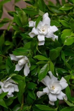Fool Proof Gardenia - 2 Gallon Pot -Green Haven Shop gardenia fool proof 4