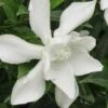 Frost Proof Gardenia - 1 Gallon Pot