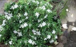 Frost Proof Gardenia - 3 Gallon Pot -Green Haven Shop gardenia frost proof 50