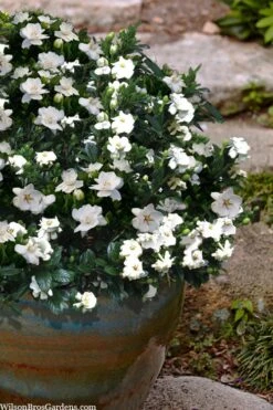 Buttons Gardenia - 1 Gallon Pot -Green Haven Shop gardenia jasminoides buttons 10 2