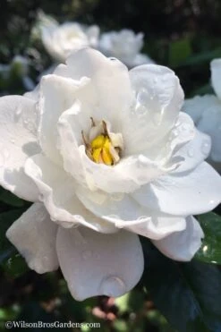 Crown Jewel Gardenia - 6-Pack Of 1 Gallon Pots -Green Haven Shop gardenia jasminoides crown jewel 11