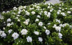 Crown Jewel Gardenia - 1 Gallon Pot -Green Haven Shop gardenia jasminoides crown jewel 12 1