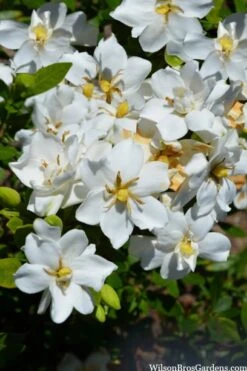 Snow Flurry Hardy Gardenia - 3 Gallon Pot -Green Haven Shop gardenia jasminoides snow flurry 2 1