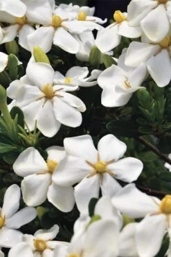 Snow Girl Hardy Dwarf Gardenia - 3 Gallon Pot -Green Haven Shop gardenia jasminoides snow girl 1