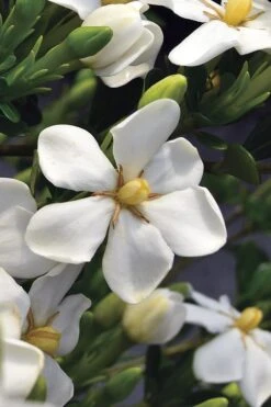 Snow Girl Hardy Dwarf Gardenia - 3 Gallon Pot -Green Haven Shop gardenia jasminoides snow girl 2