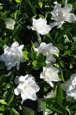 Snow Puff Hardy Gardenia - 1 Gallon Pot -Green Haven Shop gardenia jasminoides snow puff 2 2