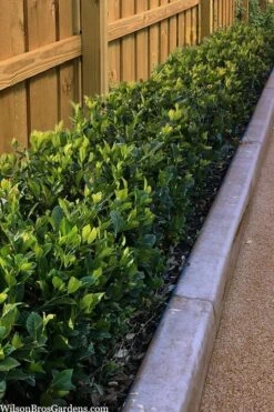 Summer Snow Gardenia - 3 Gallon Pot -Green Haven Shop gardenia jasminoides summer snow 11