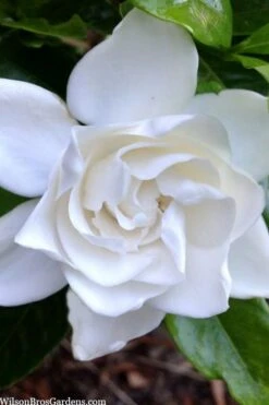 Summer Snow Gardenia - 3 Gallon Pot -Green Haven Shop gardenia jasminoides summer snow 3