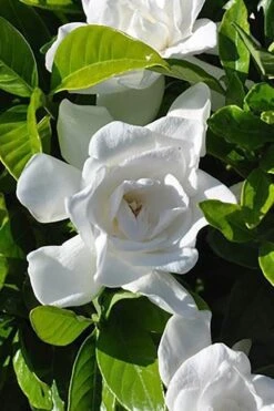Summer Snow Gardenia - 3 Gallon Pot -Green Haven Shop gardenia jasminoides summer snow 4