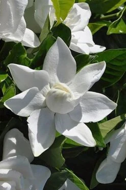 Summer Snow Gardenia - 3 Gallon Pot -Green Haven Shop gardenia jasminoides summer snow 5