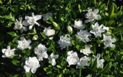 Summer Snow Gardenia - 3 Gallon Pot -Green Haven Shop gardenia jasminoides summer snow 9