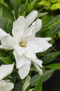 Radicans Creeping Dwarf Gardenia - 6 Pack Of 1 Gallon Pots 13 Radicans Creeping Dwarf Gardenia - 6 Pack Of 1 Gallon Pots -Green Haven Shop gardenia radicans 22